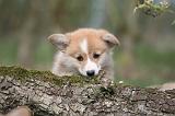 CORGI PEMBROKE 1192